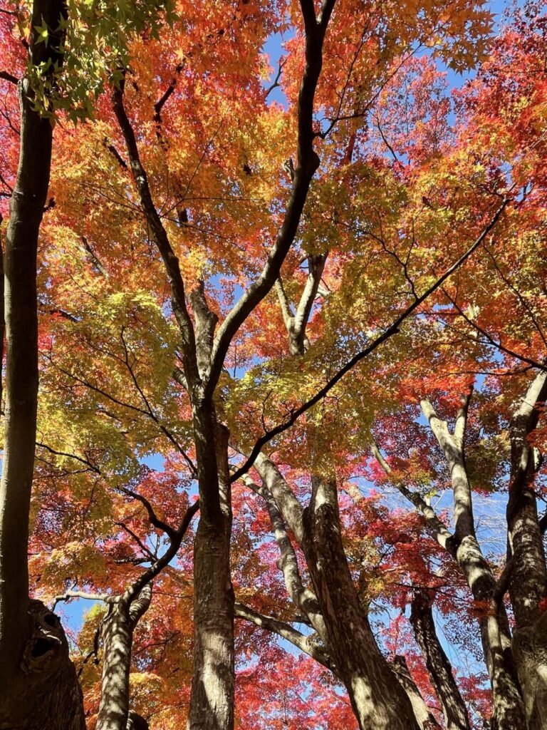 紅葉の木を下から見たところ